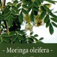 Moringa Oleifera